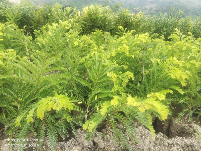 甜橄榄苗，余甘子苗