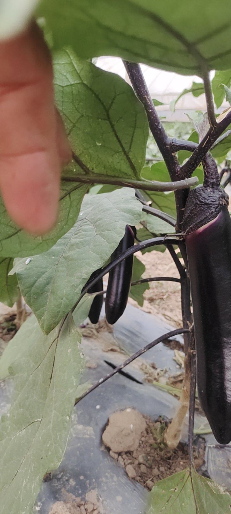 各种规格的茄子