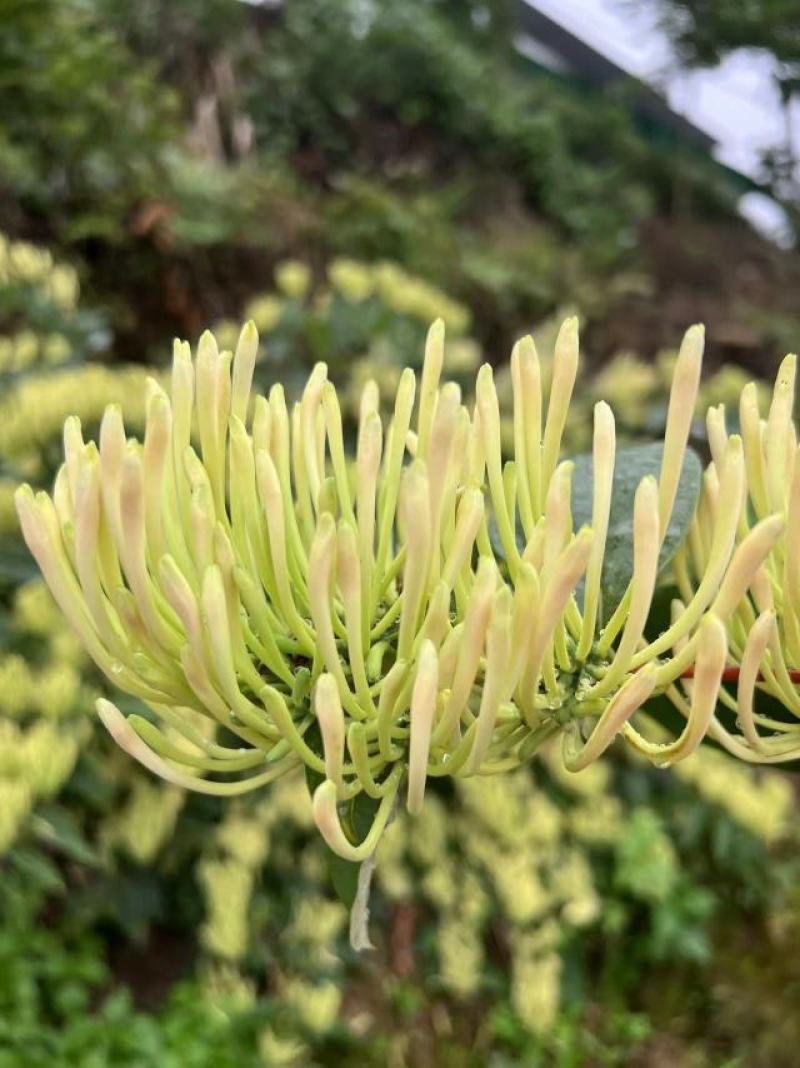 湖南【金银花】山银花质量保证，品种纯正，假一赔十