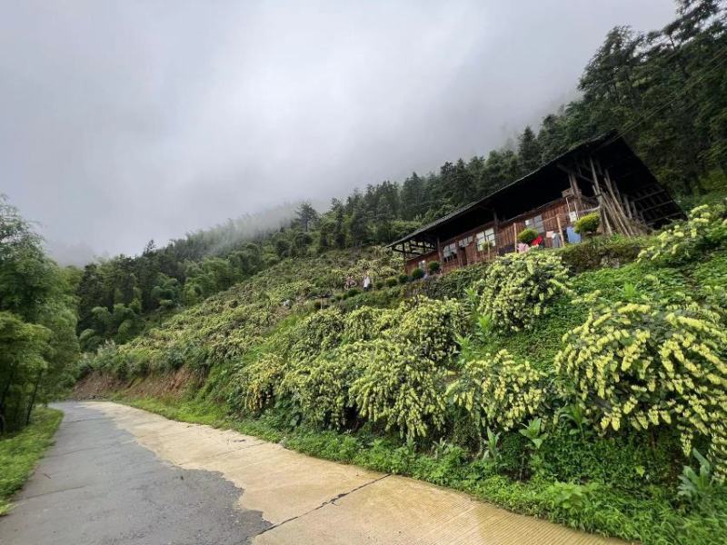 湖南【金银花】山银花质量保证，品种纯正，假一赔十