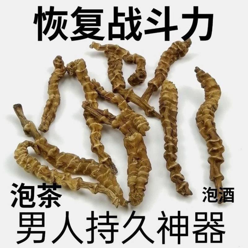 顶天柱不老草硬的快云南野生持久泡茶泡酒料配