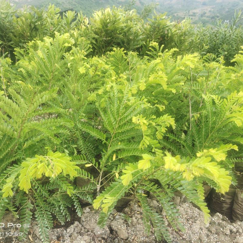甜橄榄苗，余甘子苗