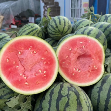 美都西瓜开封沙地露天美都开始大量上市质量三包