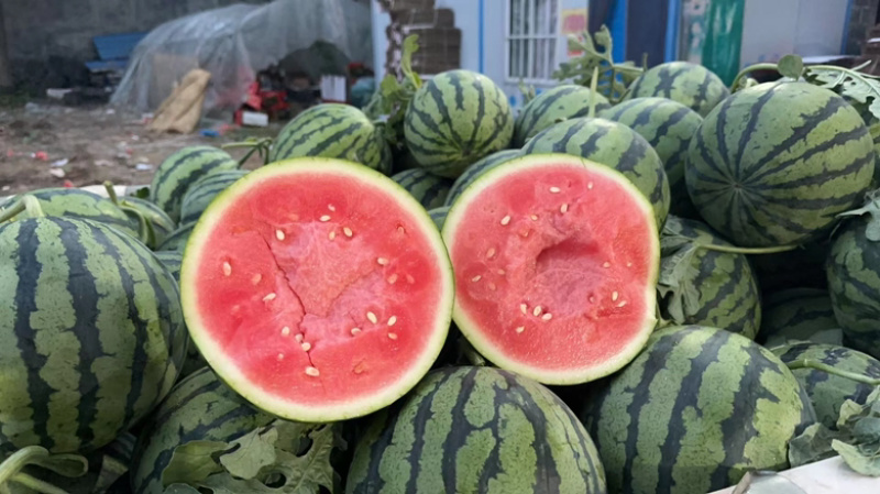 美都西瓜开封沙地露天美都开始大量上市质量三包