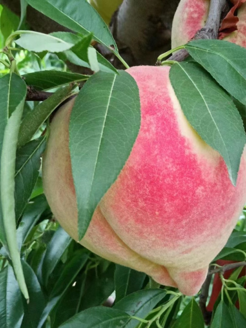 深州蜜桃
