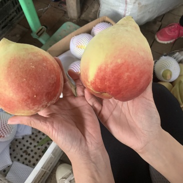 深州蜜桃