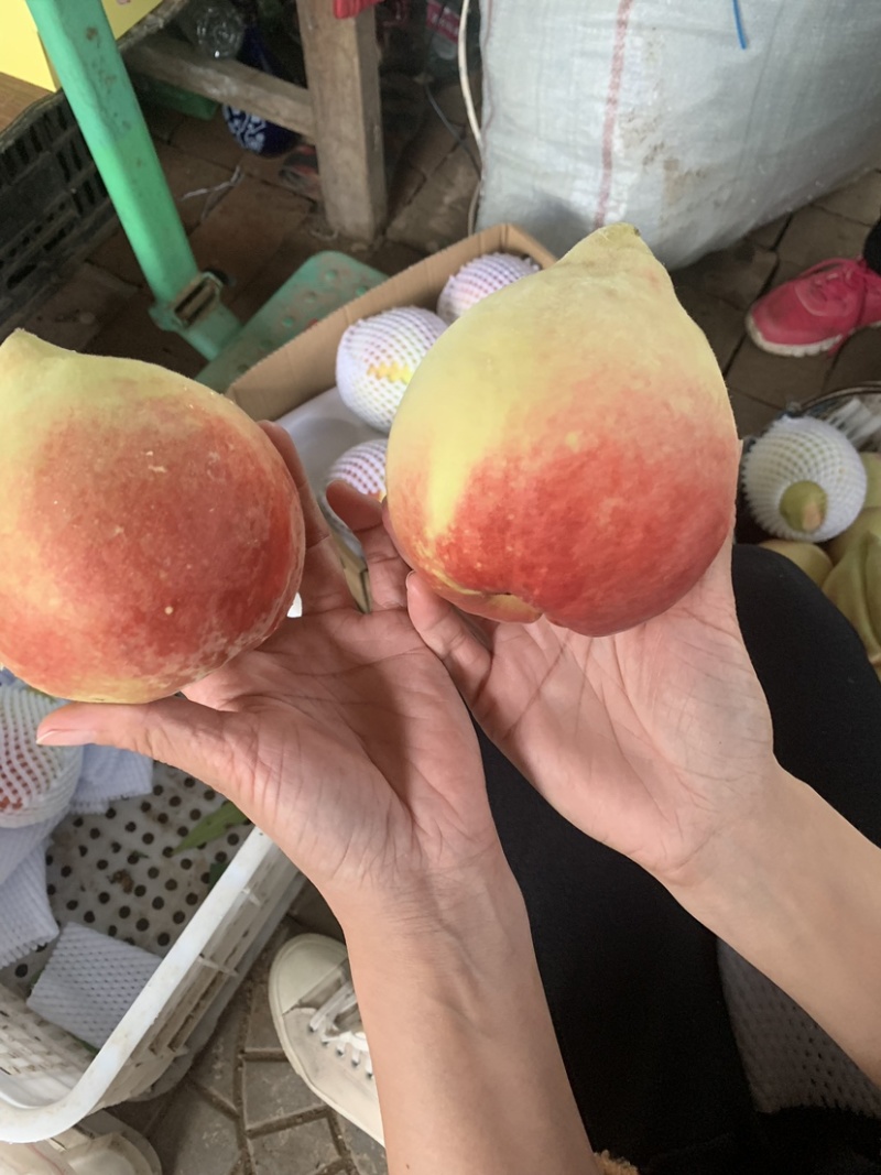 深州蜜桃