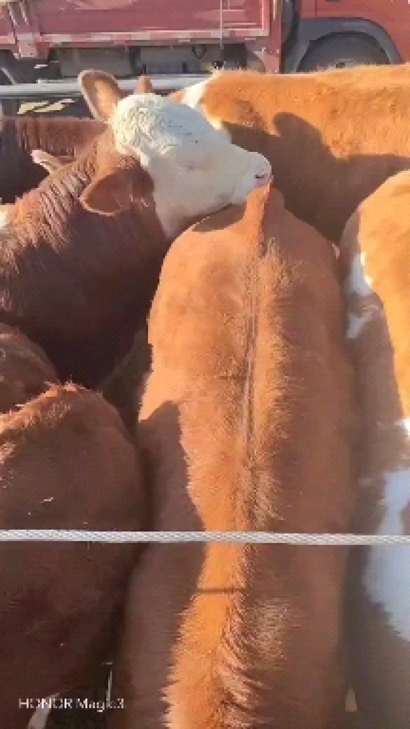 活牛