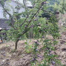 高山翠红李子7月初上市