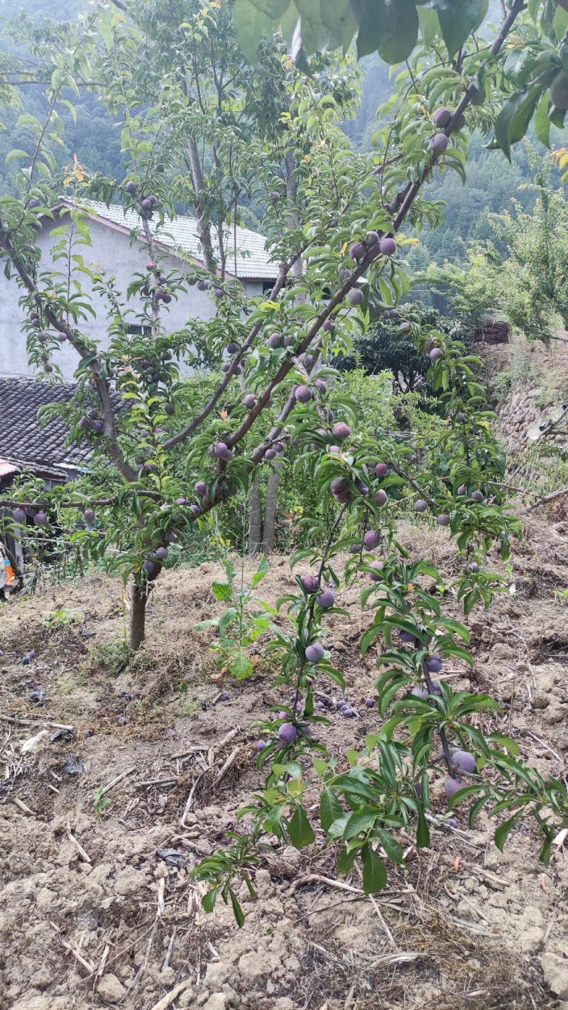 高山翠红李子7月初上市
