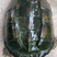 广东佛山老鳄龟15年老鳄龟品种齐全欢迎老板来电详谈