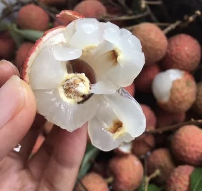 广西平南黑叶荔枝，纯甜无酸，皮薄肉多，籽小肉厚供电商