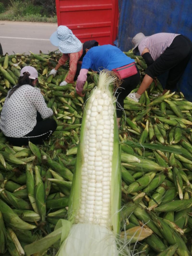 万糯2000大量上市！市场货电商货工厂货