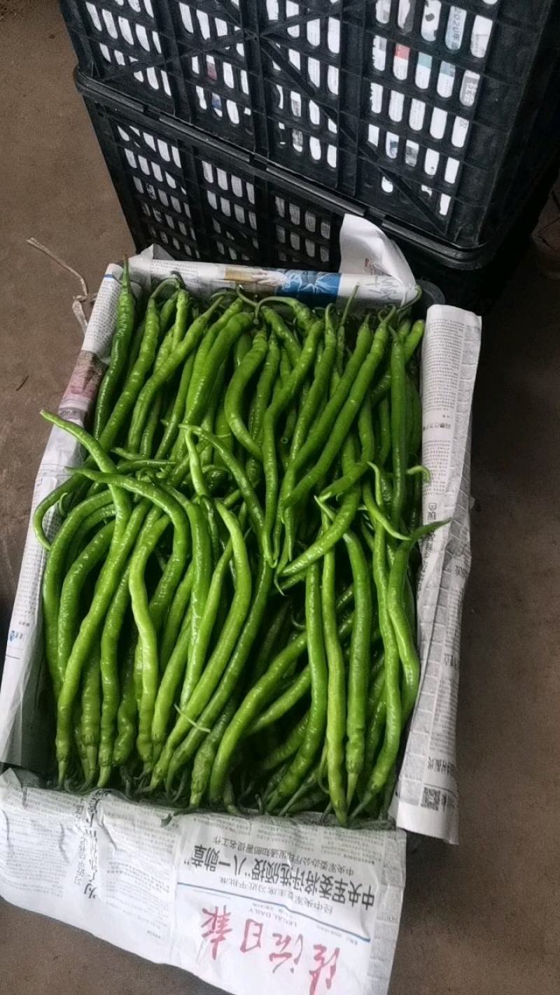 云南线椒鲜辣椒味道正宗产地直发货源充足稳定交通便利