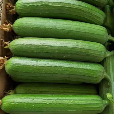 油丝瓜