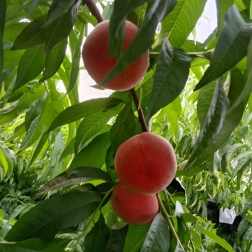 纸袋郑三
