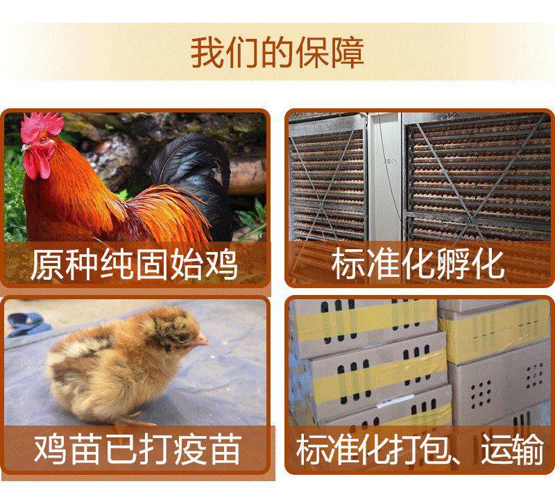 【现货】巨型九斤红散养大红公鸡活的鸡红玉九斤黄红瑶鸡脱温