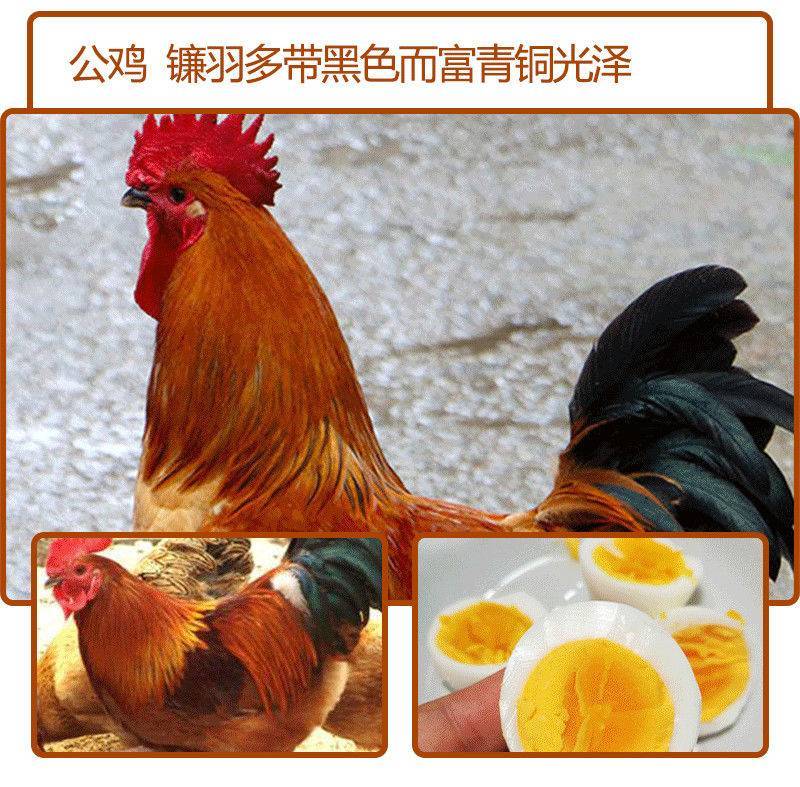 【现货】巨型九斤红散养大红公鸡活的鸡红玉九斤黄红瑶鸡脱温