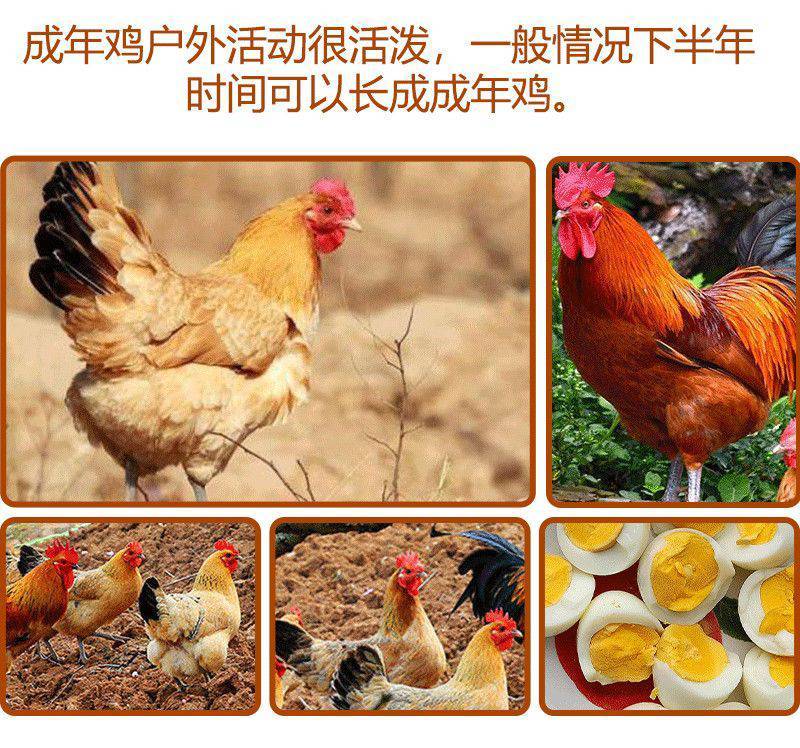 【现货】巨型九斤红散养大红公鸡活的鸡红玉九斤黄红瑶鸡脱温