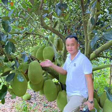 海南陵水珍珠榴莲蜜（肉厚核小）