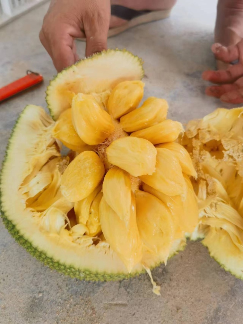 海南陵水珍珠榴莲蜜（肉厚核小）
