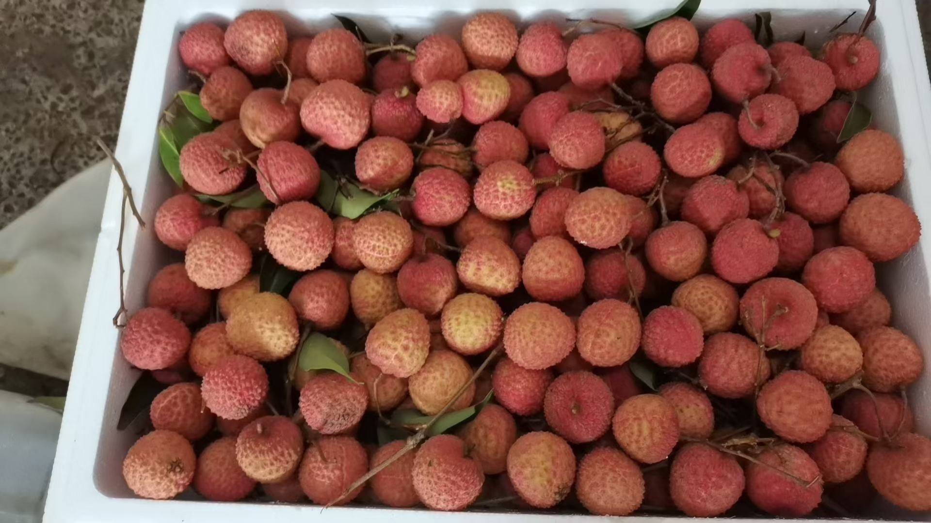 桂味荔枝选购对比图