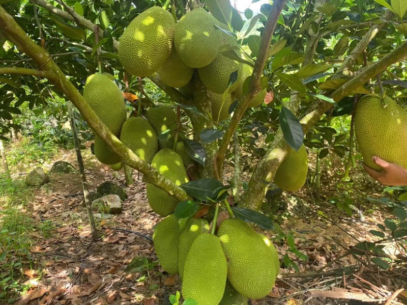 海南陵水珍珠榴莲蜜（肉厚核小）