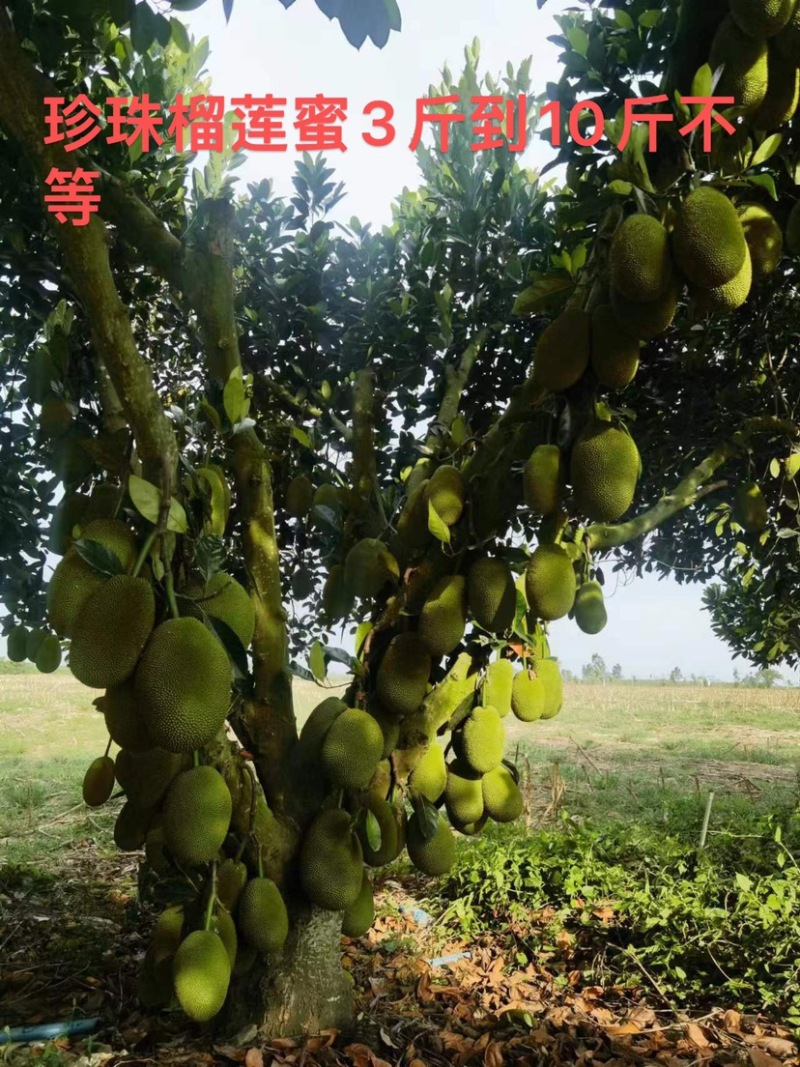 海南陵水珍珠榴莲蜜（肉厚核小）