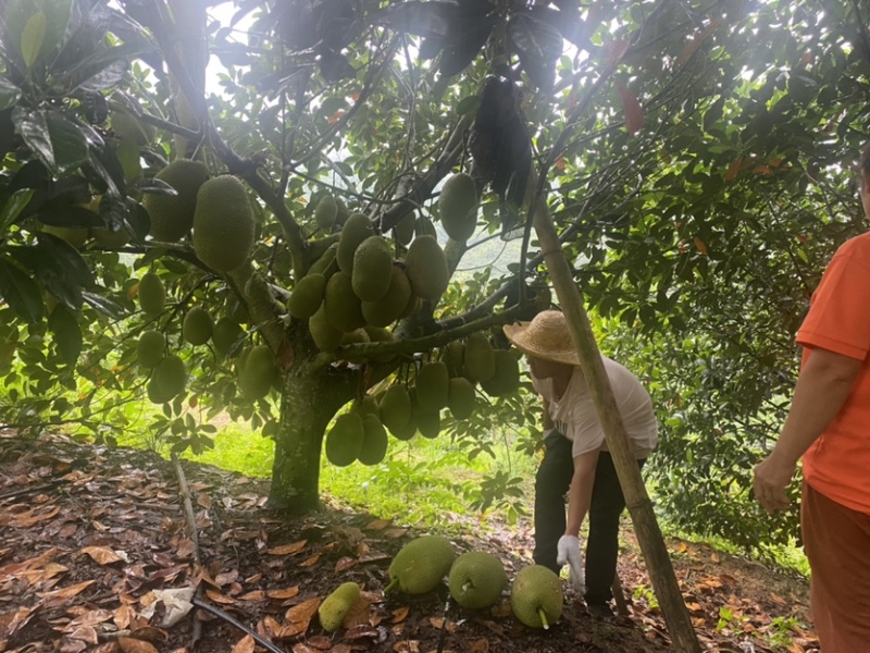 海南陵水珍珠榴莲蜜（肉厚核小）