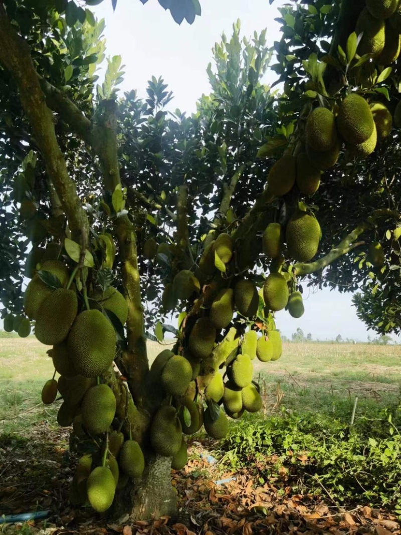 海南陵水珍珠榴莲蜜（肉厚核小）