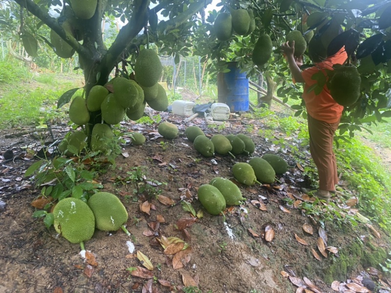 海南陵水珍珠榴莲蜜（肉厚核小）