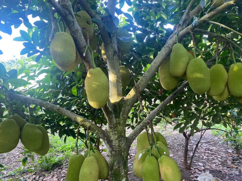 海南陵水珍珠榴莲蜜（肉厚核小）