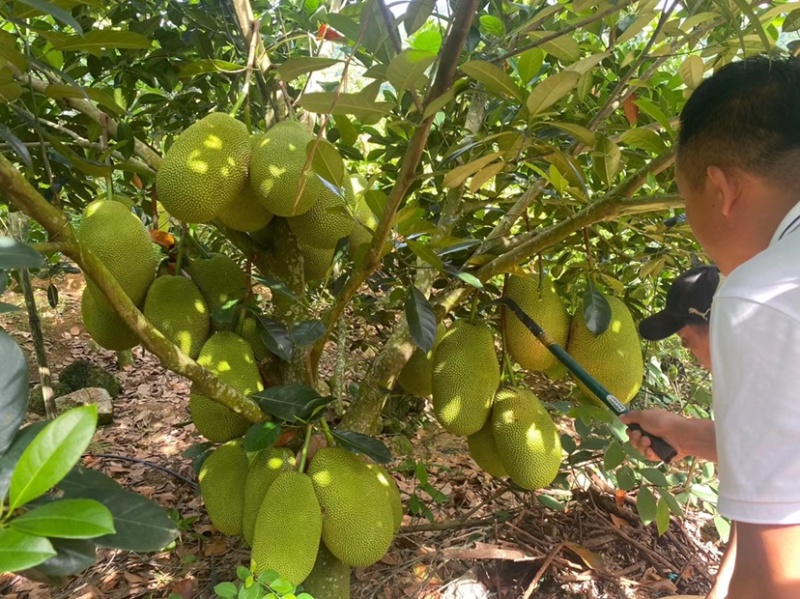 海南陵水珍珠榴莲蜜（肉厚核小）