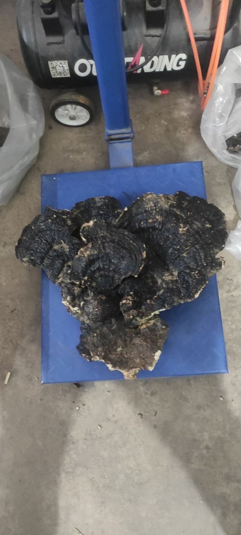 野生薄树芝灵芝薄盖黑芝整个一手货源稳定供货