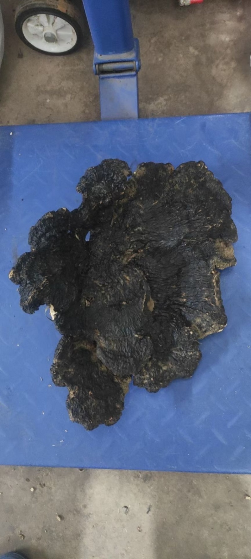 野生薄树芝灵芝薄盖黑芝整个一手货源稳定供货
