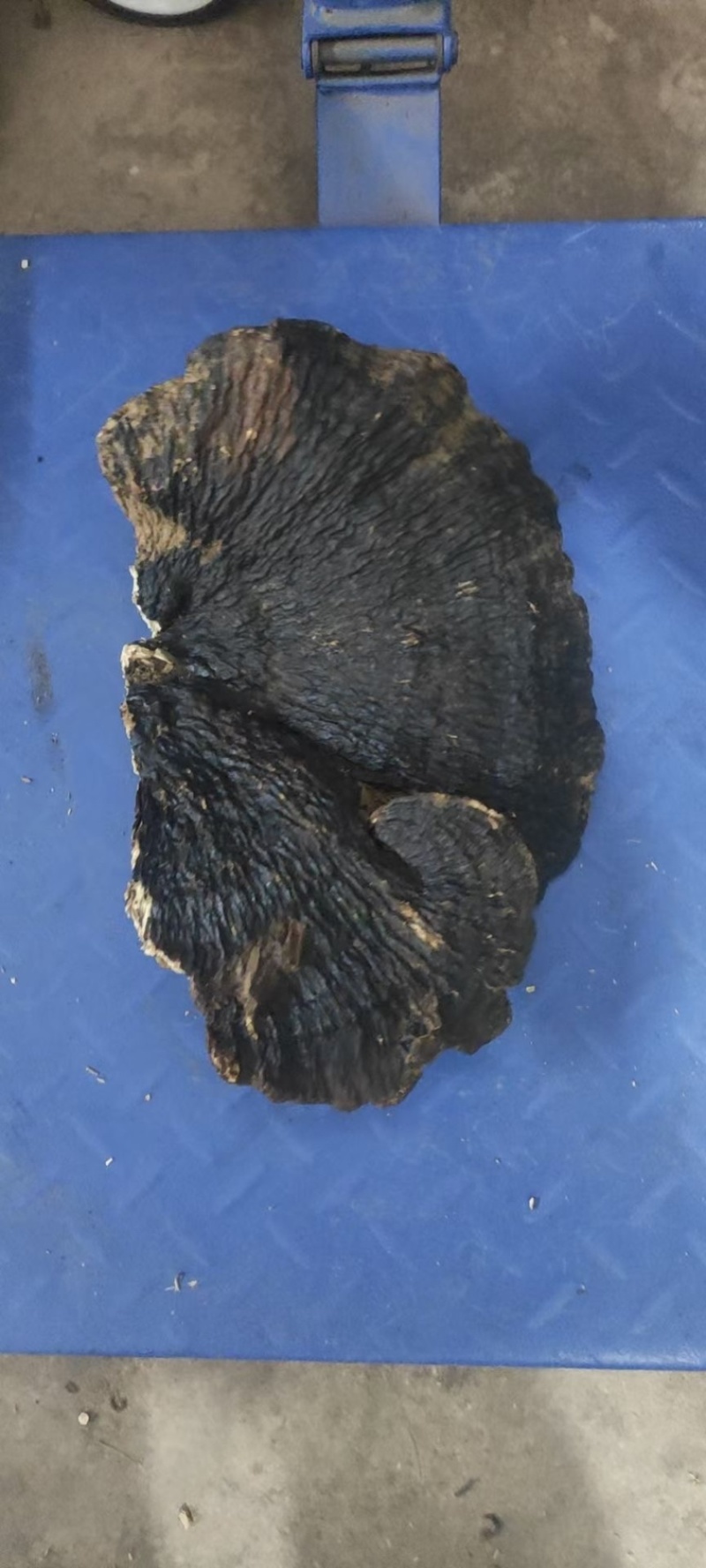 野生薄树芝灵芝薄盖黑芝整个一手货源稳定供货