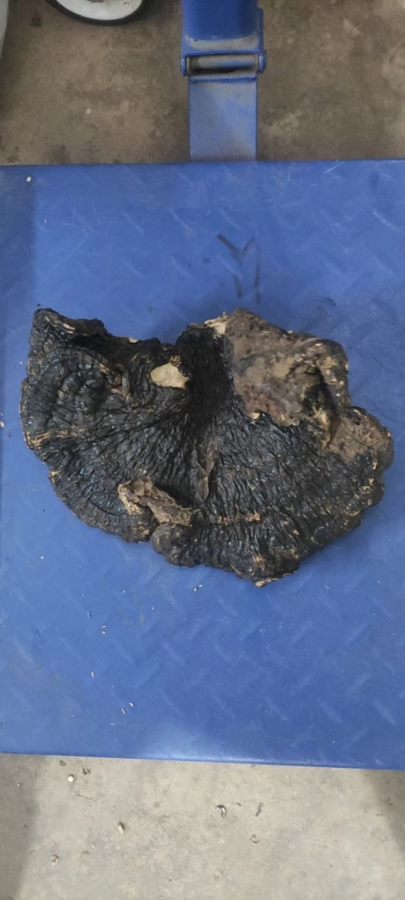 野生薄树芝灵芝薄盖黑芝整个一手货源稳定供货
