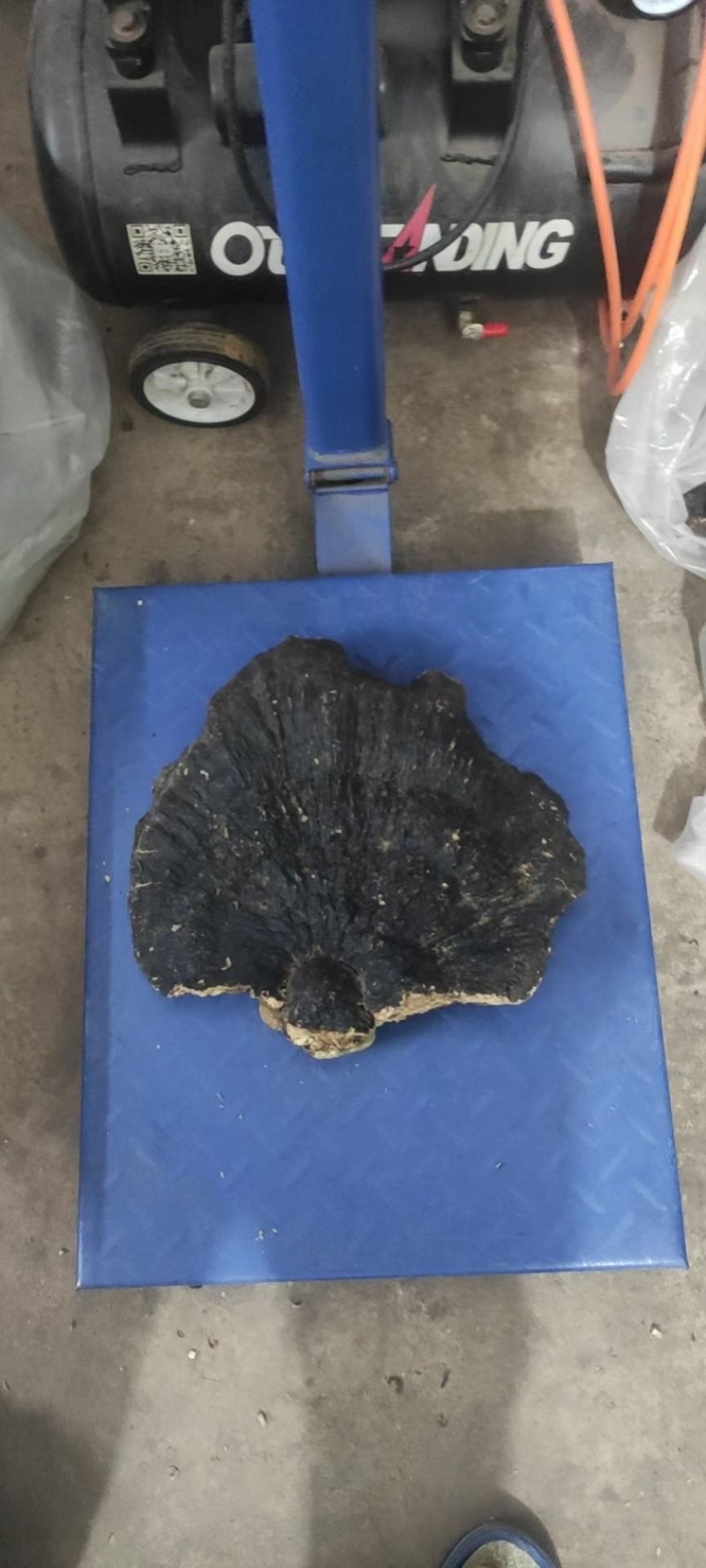 野生薄树芝灵芝薄盖黑芝整个一手货源稳定供货