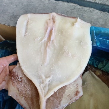 鱿鱼鱿鱼片去头单冻整箱6.5斤4片装今年新货