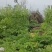 优质川白芷种子，发芽率高，品质保障诚信经营量大从优