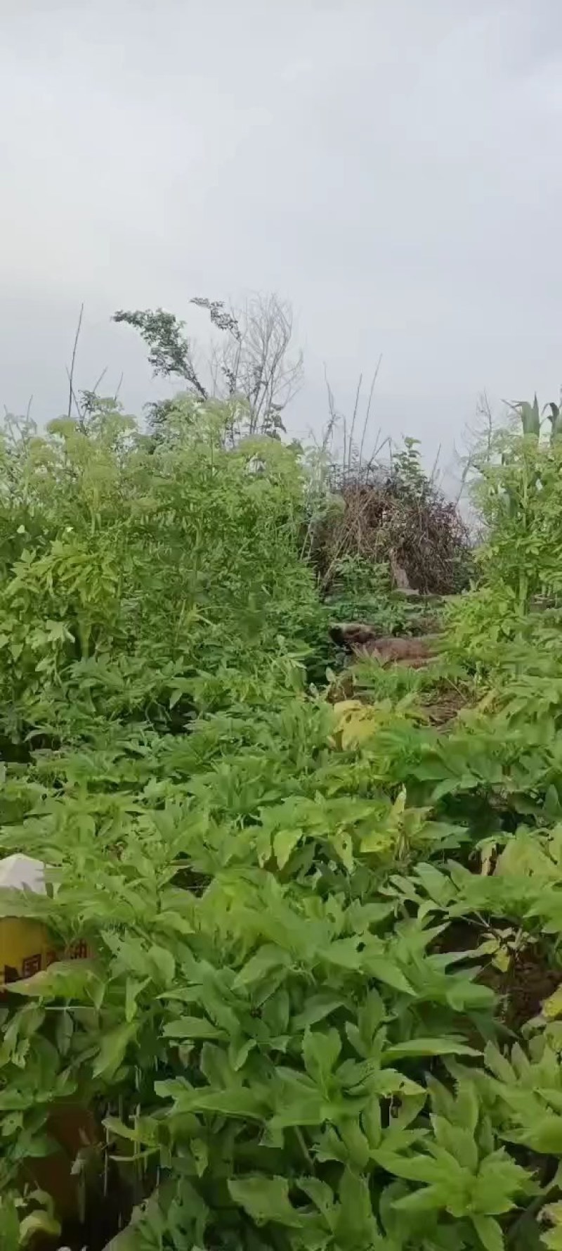优质川白芷种子，发芽率高，品质保障诚信经营量大从优