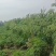 优质川白芷种子，发芽率高，品质保障诚信经营量大从优