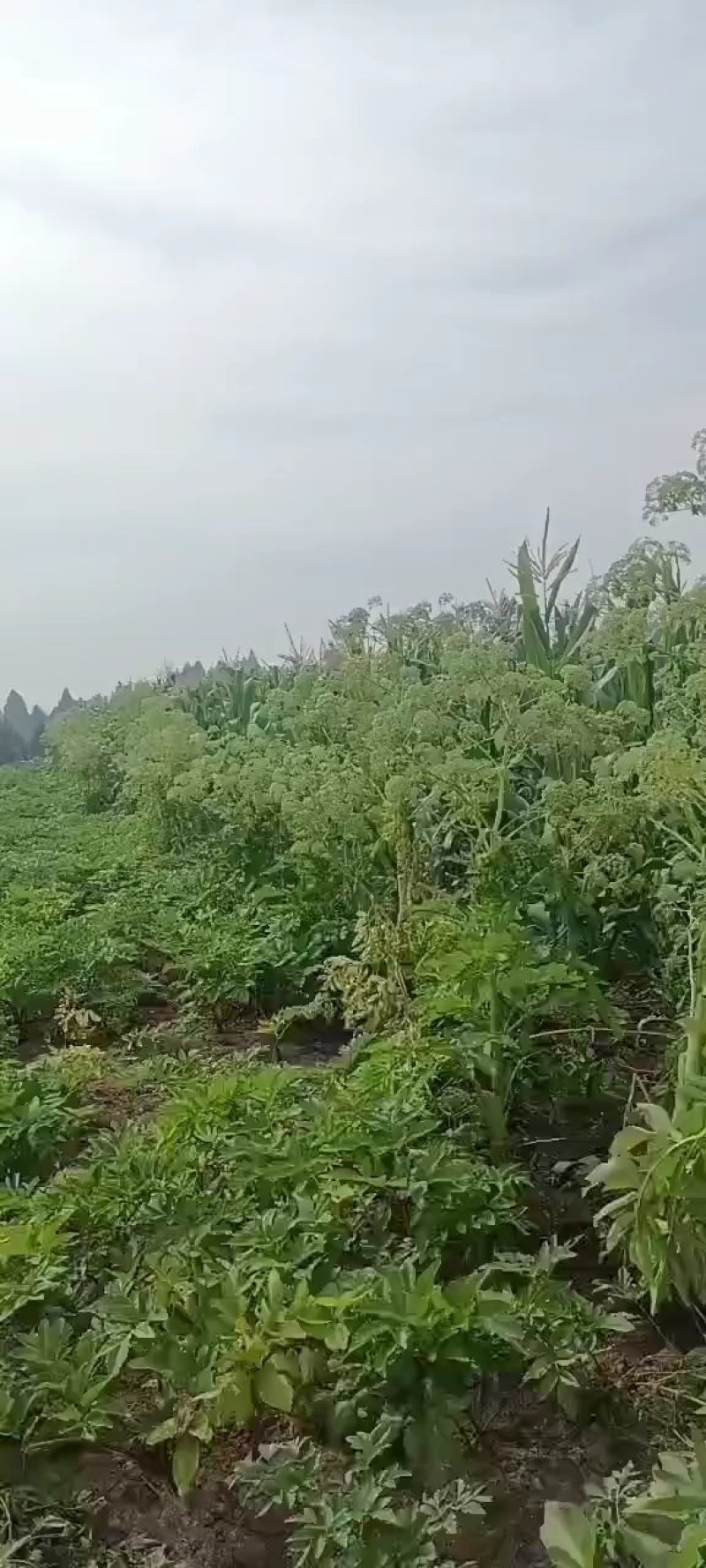 优质川白芷种子，发芽率高，品质保障诚信经营量大从优