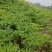 优质川白芷种子，发芽率高，品质保障诚信经营量大从优
