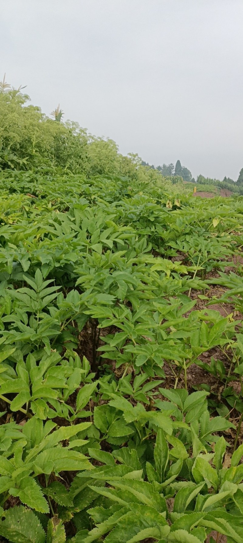 优质川白芷种子，发芽率高，品质保障诚信经营量大从优
