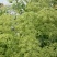 优质川白芷种子，发芽率高，品质保障诚信经营量大从优