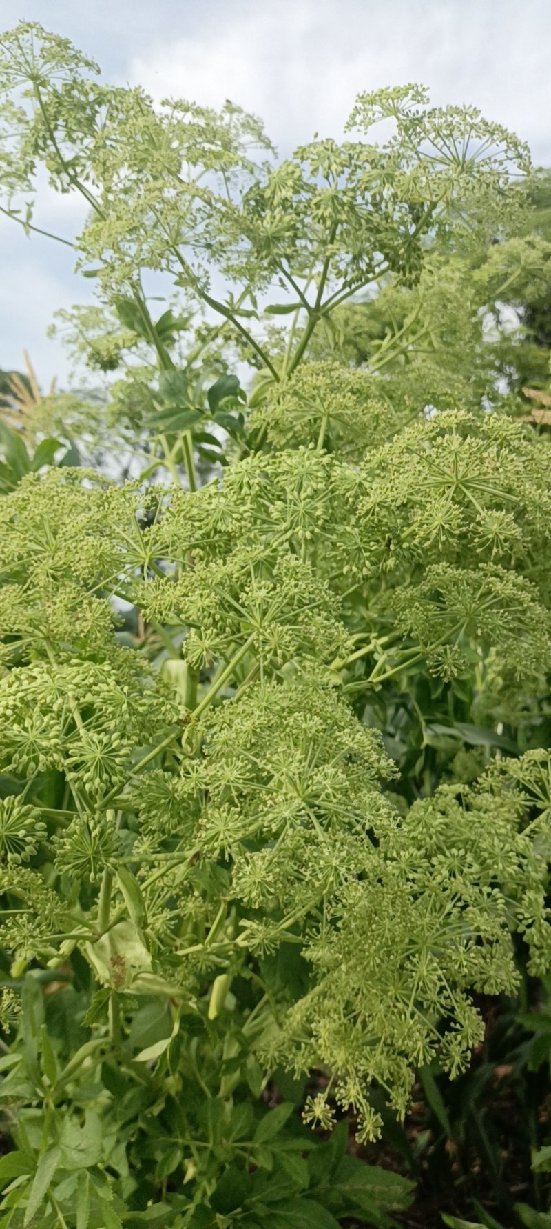 优质川白芷种子，发芽率高，品质保障诚信经营量大从优