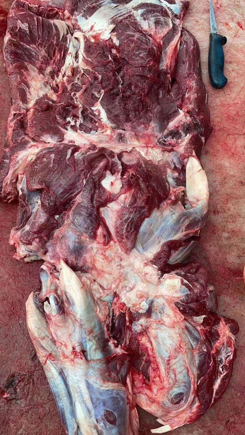 牛肉純干国产冻牛肉瘦牛肉价格不高！