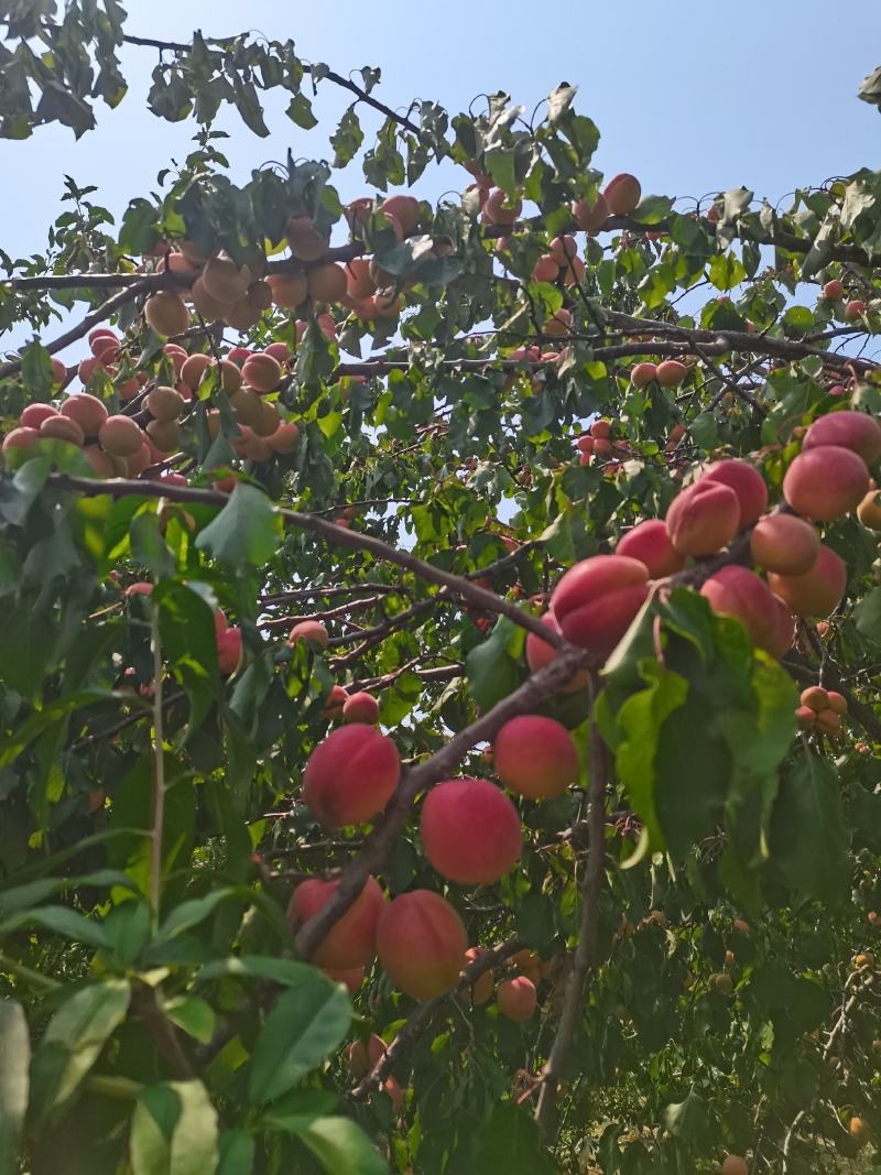 崂山麦香杏