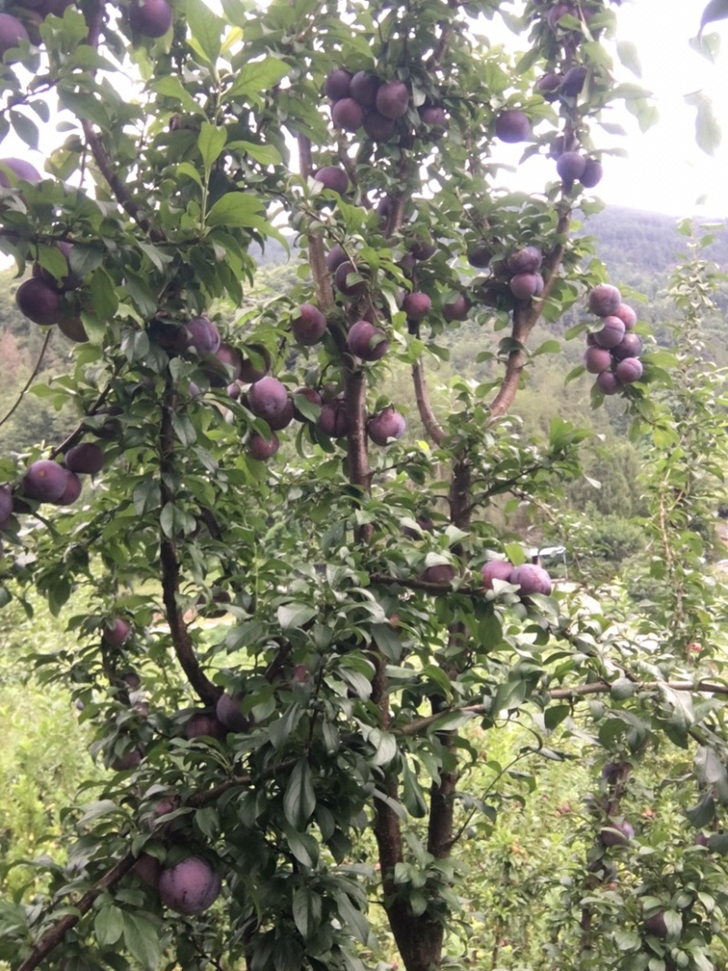 黑霸王李子